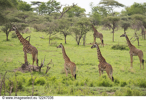 Eine Gruppe von Massai-Giraffen (Giraffa camelopardalis) im Serengeti-Nationalpark  UNESCO-Welterbe  Tansania  Ostafrika  Afrika