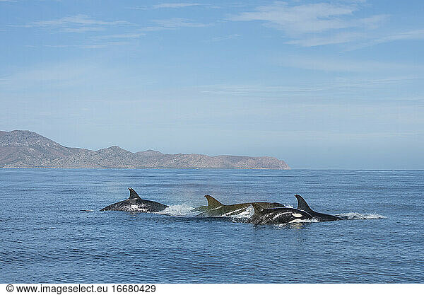 Eine Gruppe von Orcas schwimmt in der Nähe der Insel Espiritu Santo.