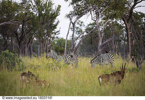 Eine Gruppe von Oryx und Zebras im langen Gras  Köpfe erhoben.