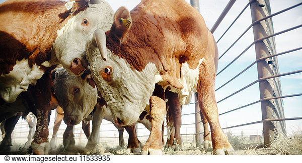 Eine Gruppe von Rindern an einem Zaun.