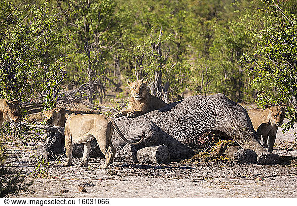 Eine Gruppe weiblicher Löwen  die sich von einem toten Elefanten in einem Wildreservat ernähren.