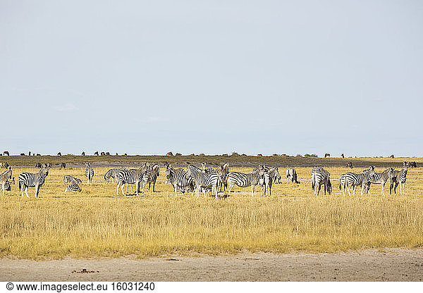 Eine Herde Burchell's Zebra  Kalahari-Wüste.