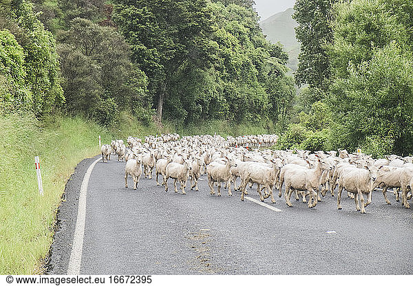 Eine Herde frisch geschorener Schafe auf einer Panoramastraße