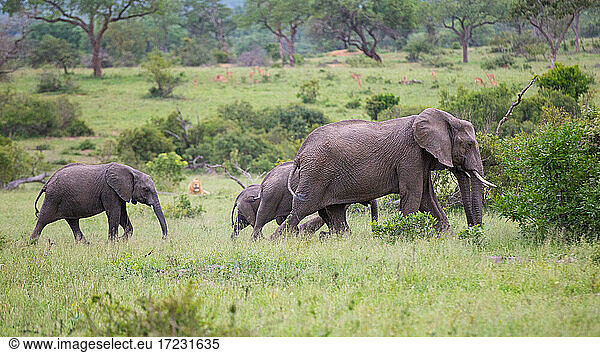 Eine Herde von Elefanten  Loxodonta?africana  und ein Löwe  Panthera leo.