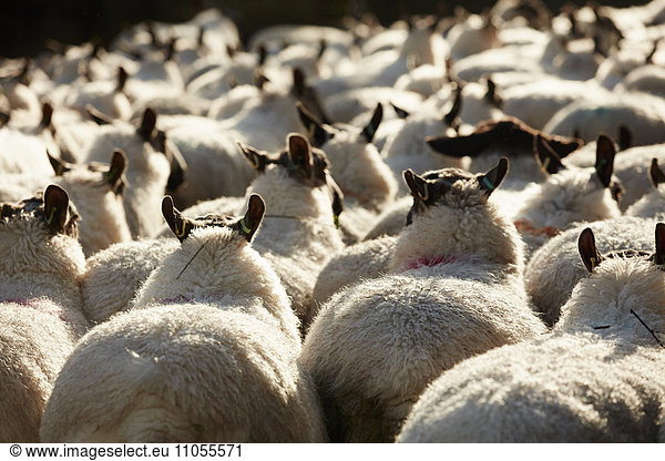 Eine Herde von Schafen mit breitem Rücken und dickem Fell  die zusammengetrieben werden.