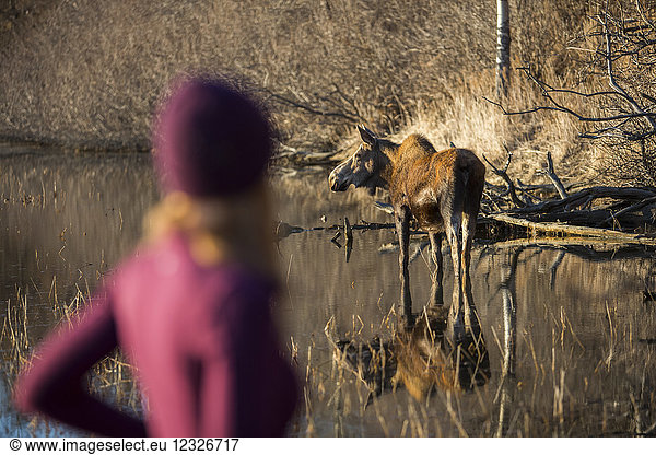 Eine junge Frau steht unscharf im Vordergrund und beobachtet eine Elchkuh (alces alces) im nahe gelegenen Teich; Anchorage  Alaska  Vereinigte Staaten von Amerika