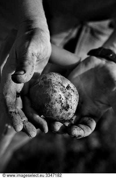 Eine Kartoffel in den Händen einer Person  Schweden.