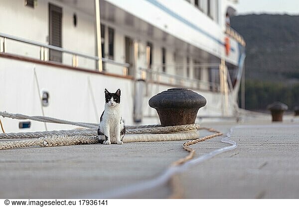 Eine Katze (Felidae) vor einem Ausflugsschiff und Hafen mit Kai  Cres  Kroatien  Europa