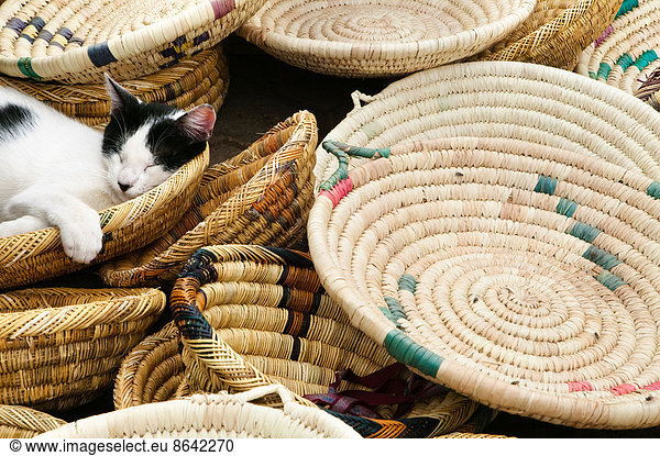 Eine Katze schläft in Körben zum Verkauf auf dem Markt. Marokko  Afrika  Katze  Felis catus