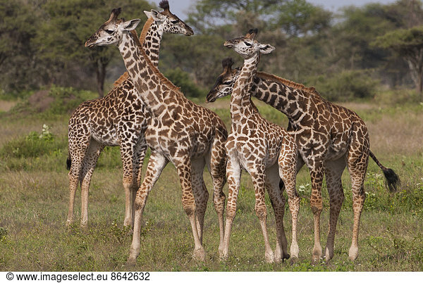 Eine kleine Gruppe von Masai-Giraffen  Serengeti-Nationalpark  Tansania