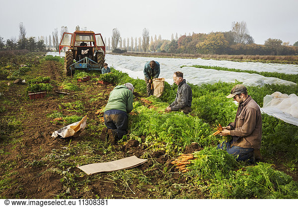 Eine kleine Gruppe von Menschen  die auf einem kleinen Familienbetrieb Herbstgemüse auf den Feldern ernten.