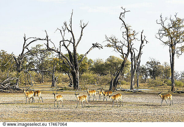 Eine kleine Herde Impalas am frühen Morgen