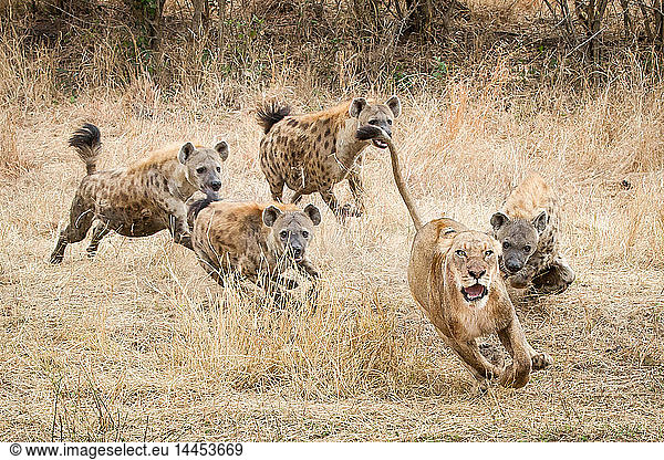 Eine Löwin  Panthera leo  rennt mit erhobenem Schwanz  weit aufgerissenen Augen und offenem Maul davon  während die Vierfleckhyäne  Crocuta crocuta  ihr in trockenem gelben Gras hinterherjagt