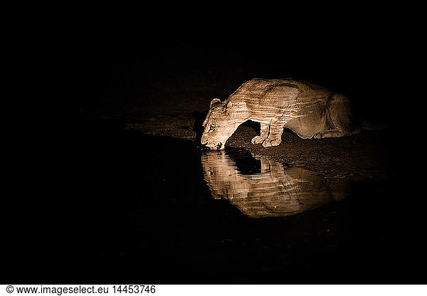 Eine Löwin  Panthera leo  schöpft nachts Wasser  Wasserspiegelung  Kräuseln  beleuchtet von einem Scheinwerfer