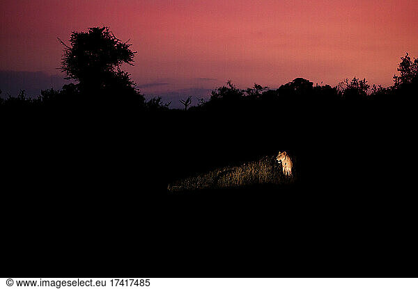 Eine Löwin  Panthera pardus  wird bei Sonnenuntergang von einem Scheinwerfer angestrahlt