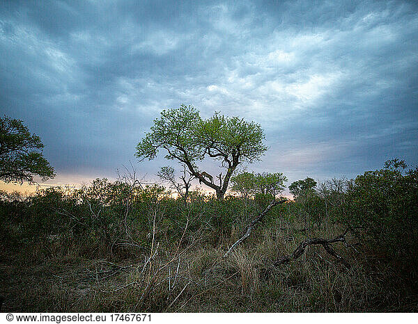 Eine Landschaftsaufnahme eines Leoparden  Panthera pardus  in einem Baum mit seiner Beute  Silhouette