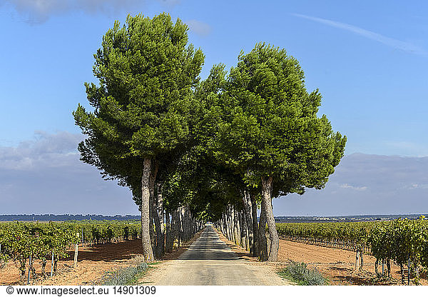Eine lange  gerade Landstraße  gesäumt von Bäumen  die sich in die Ferne erstrecken  mit Weinbergen auf beiden Seiten; Villarrobledo  Provinz Albacete  Spanien