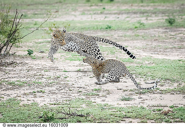 Eine Leopardenmutter  Panthera pardus  springt und spielt mit ihrem Jungen  beide springen in die Luft