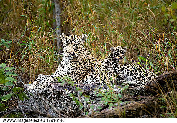 Eine Leopardin und ihr Junges  Panthera pardus  liegen zusammen auf einem Baumstamm und blicken sich direkt an.