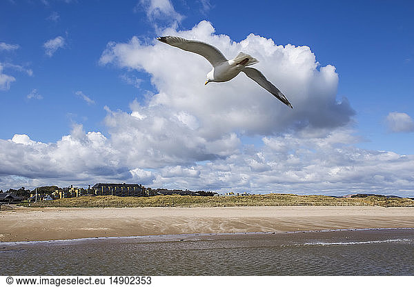 Eine Möwe fliegt in Richtung West Sands Beach; St. Andrews  Fife  Schottland