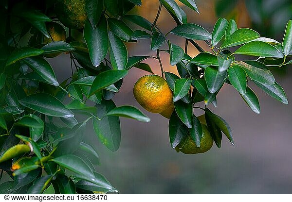 Eine Mandarine gelb-orange Zitrusfrüchte in grünen Blättern Hintergrund.