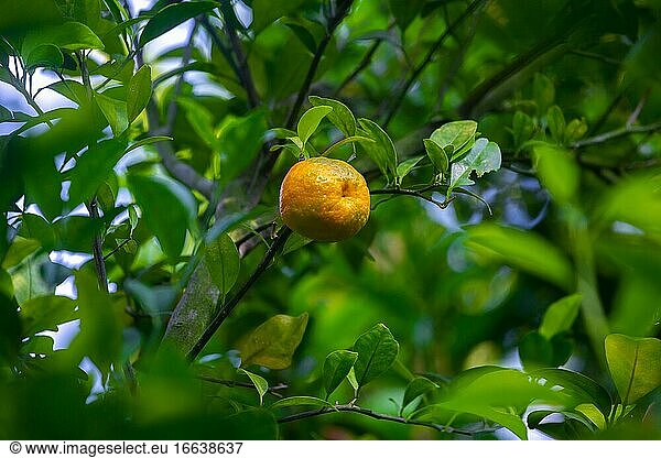 Eine Mandarine gelb-orange Zitrusfrüchte in grünen Blättern Hintergrund.