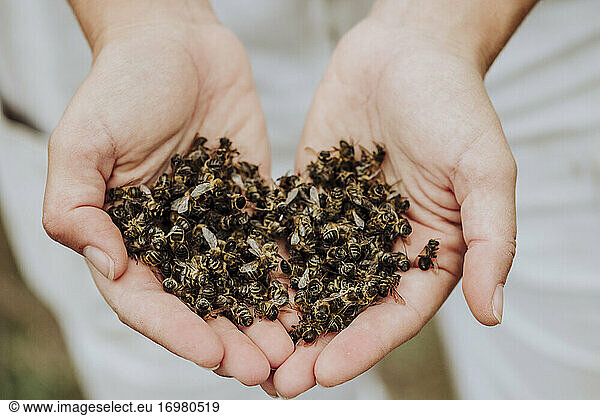 Eine Menge toter Bienen in einer Hand