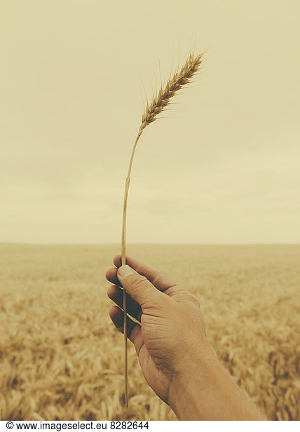 Eine menschliche Hand hält einen Weizenstengel mit einer reifenden Ähre an der Spitze.