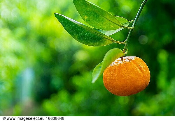 Eine mit Blättern behängte Mandarinenfrucht (Citrus Tangerina). Gelb-orangefarbener und grünlicher Hintergrund.