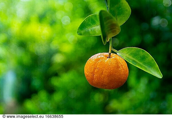 Eine mit Blättern behängte Mandarinenfrucht (Citrus Tangerina). Gelb-orangefarbener und grünlicher Hintergrund.