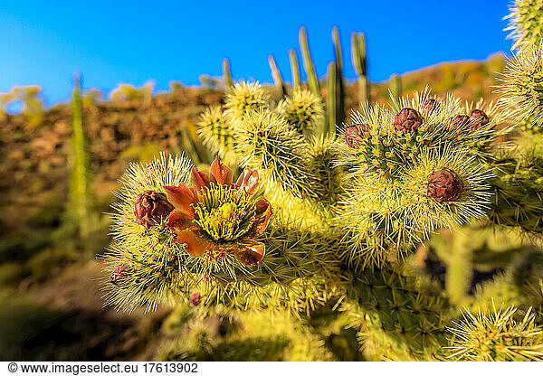 Eine Nahaufnahme der Kaktusblüte der Springenden Choola im Valle de Los Cirios  Fauna- und Flora-Schutzgebiet auf der Halbinsel Baja.