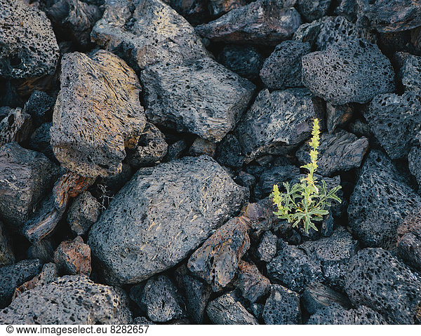 Eine Nahaufnahme eines kleinen grünen Sprosses  einer Pflanze  die zwischen Vulkangestein wächst. Erstarrte Lavafelder in den Kratern des Mond-Nationaldenkmals und Naturschutzgebietes in der Schlangenflussebene in Zentral-Idaho