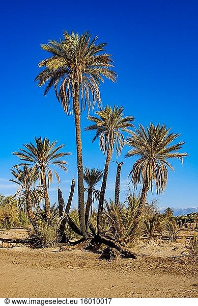 Eine Oase bei Skoura im südlichen Marokko Afrika.