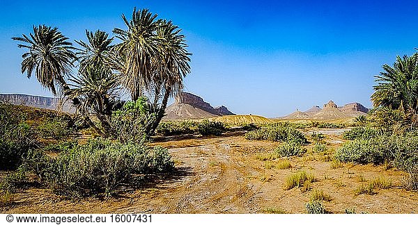 Eine Oase in der marokkanischen Wüste bei Foum Zguid. Marokko  Nordafrika.