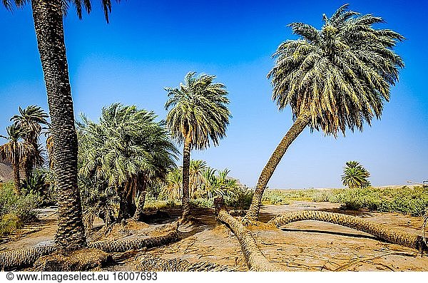 Eine Oase in der marokkanischen Wüste bei Foum Zguid. Marokko  Nordafrika.
