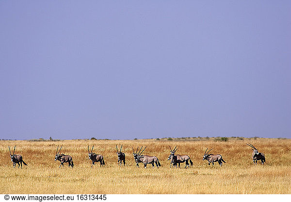 Eine Oryx-Herde auf dem Weideland des Moremi-Reservats in Botswana.