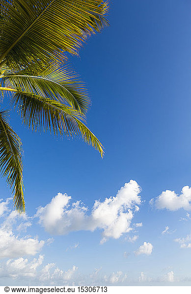 Eine Palme und blauer Himmel mit leichten Wolken.