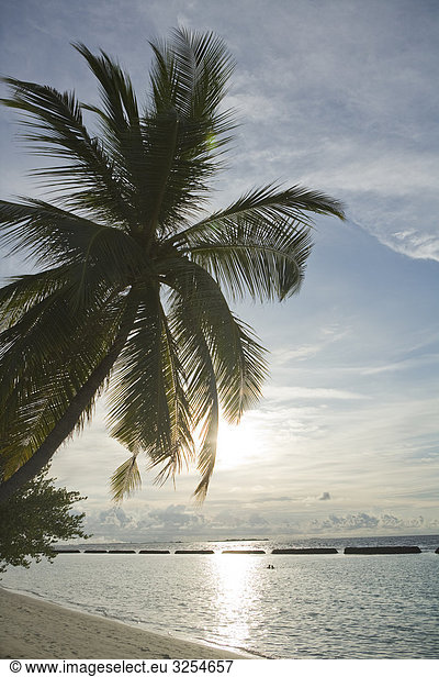Eine Palme von einem Strand  den Malediven.