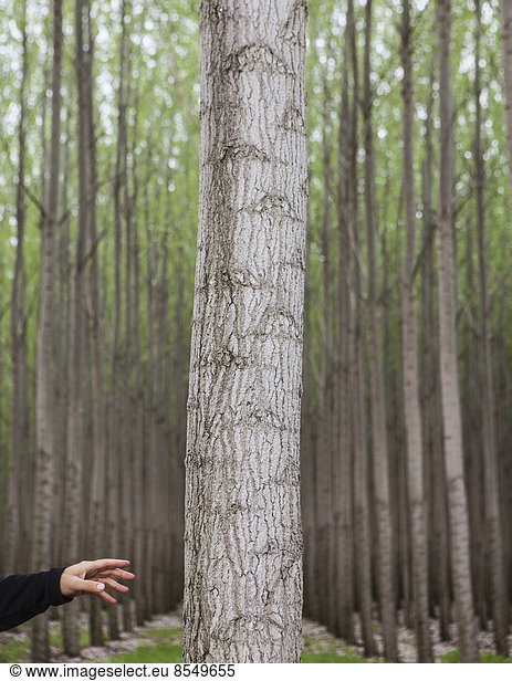 Eine Pappelbaumplantage und eine Person  die nach einem Baum in Oregon greift USA