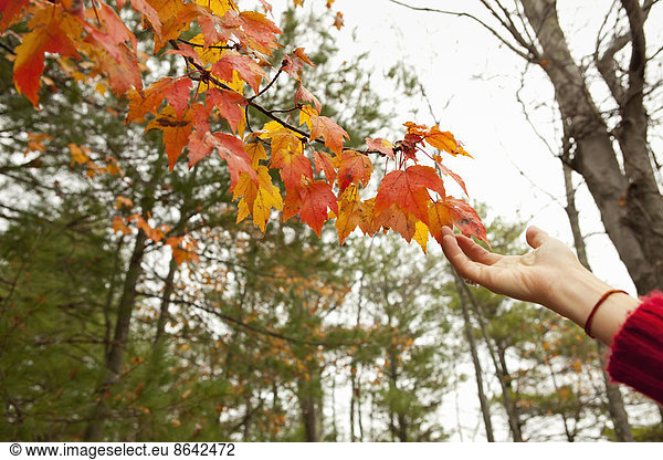 Eine Person  die bis zum Herbstlaub auf einem Baumast reicht.