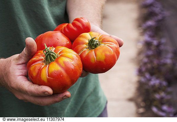 Eine Person  die eine Handvoll frisch gepflückter  großflächig gestreifter Beefsteak-Tomaten hält.