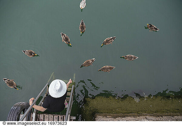 Eine Person füttert eine Entenschar auf einem See von Hand