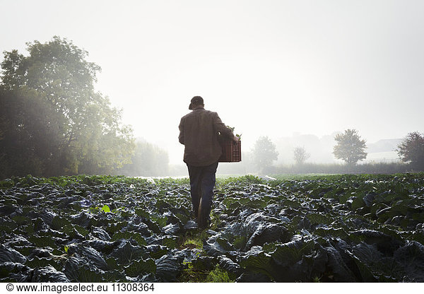 Eine Person geht durch Gemüsereihen auf einem Feld  Nebel steigt über die Felder auf.