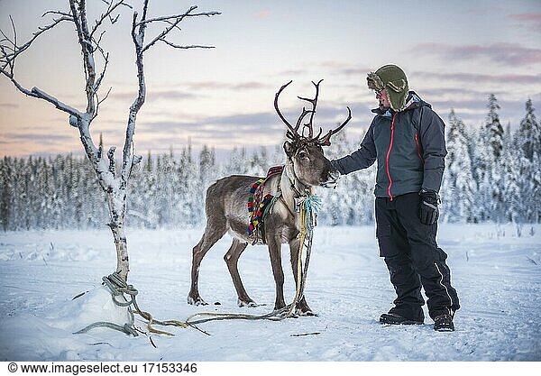 Eine Person streichelt ein Rentier an Weihnachten im Winter am Polarkreis in Lappland  Finnland