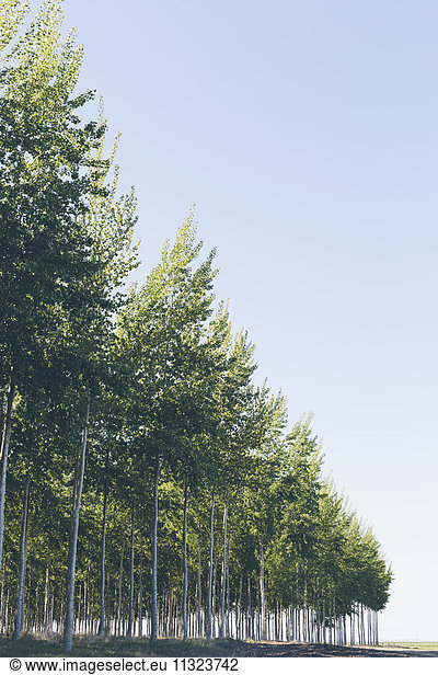 Eine Plantage mit Pappelbäumen  kommerzielle Baumzucht.