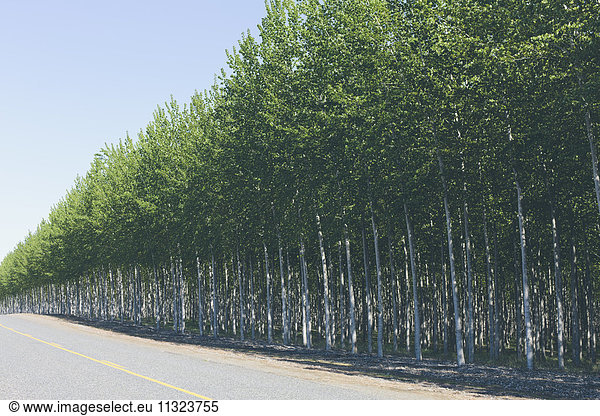 Eine Plantage mit Pappelbäumen  kommerzielle Baumzucht.