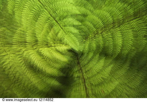 Eine üppige  grüne Farnpflanze mit einem Gefühl der Bewegung; Karamea  Südinsel  Neuseeland