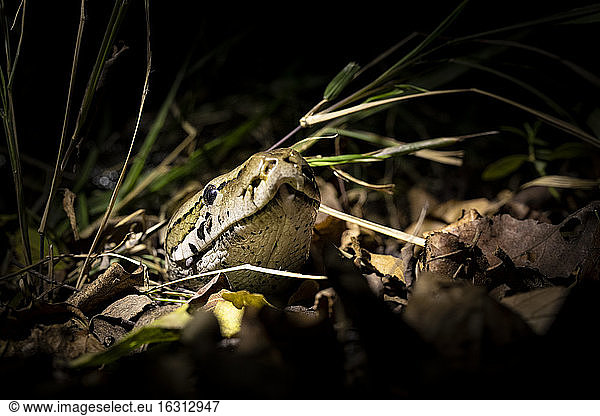 Eine Python  Python sebae  schaut ihren Kopf aus einigen trockenen Blättern heraus  beleuchtet von einem Scheinwerfer