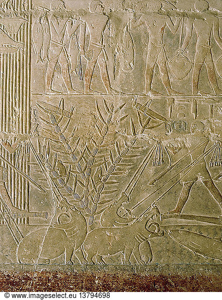 Eine Reliefszene im Grab des Wesirs Mereruka  Ein Papyrusdickicht ist voller Tiere  das Wasser wimmelt von Fischen. Drei bellende Nilpferde werden von Männern in Booten harpuniert. Ägypten. Altägyptisch. 6. Dynastie um 2345 2181 v. Chr. Saqqara.