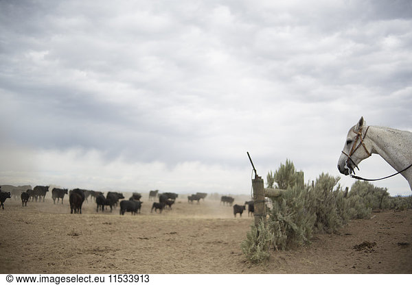 Eine Rinderherde in einer staubigen ländlichen Landschaft.